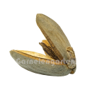 B-Ware | Pinar Schote | Qualea grandiflora