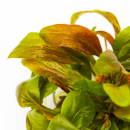 Lysimachia parvifolia ‘Red’ - Kleinblättriger Gilbweiderich | In-Vitro