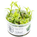 Hygrophila polysperma White - Indischer Wasserfreund |...