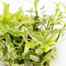 Hygrophila polysperma White - Indischer Wasserfreund | In-Vitro