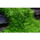 Utricularia graminifolia - Grasblättriger Wasserschlauch | In-Vitro