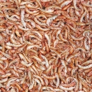 Tropical Gammarus | getrocknete Bachflohkrebse