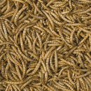 Tropical Meal Worms 100 ml