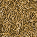 Tropical Meal Worms 250 ml