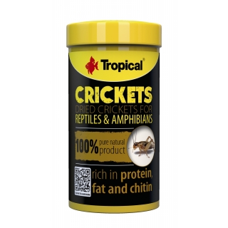 Tropical Crickets | Getrocknete Heimchen