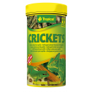 Tropical Crickets - Heimchen