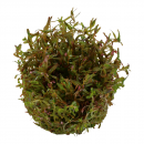 Rotala Vietnam Hra | In-Vitro