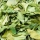 Moringa oleifera Blätter 50 g