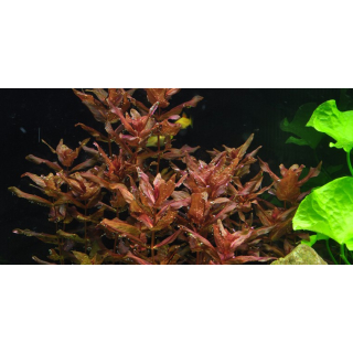 Rotala macrandra - Dichtblättrige Rotala - B-Ware