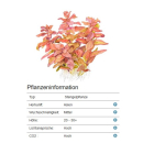 Rotala macrandra - Dichtblättrige Rotala - B-Ware