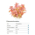Rotala macrandra - Dichtblättrige Rotala - B-Ware