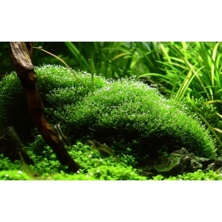 Riccia fluitans - Teichlebermoos - B-Ware