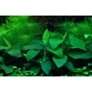 Anubias barteri var. Nana - Zwergspeerblatt | In-Vitro