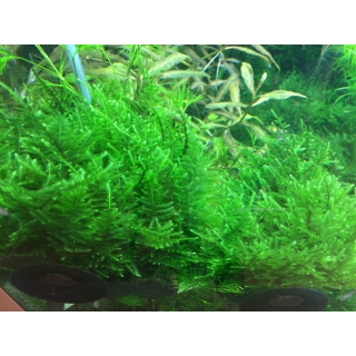 Taxiphyllum Taiwan Moss - Taiwanmoos | In-Vitro