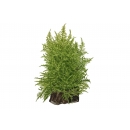 Taxiphyllum Taiwan Moss - Taiwanmoos | In-Vitro