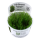 Taxiphyllum Taiwan Moss - Taiwanmoos | In-Vitro