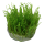 Taxiphyllum Taiwan Moss - Taiwanmoos | In-Vitro