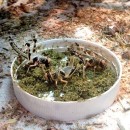 EarthPro InsectFuel 250 g | Insektennahrung